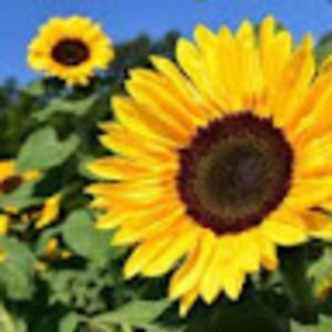 Meet your Posher, Ella